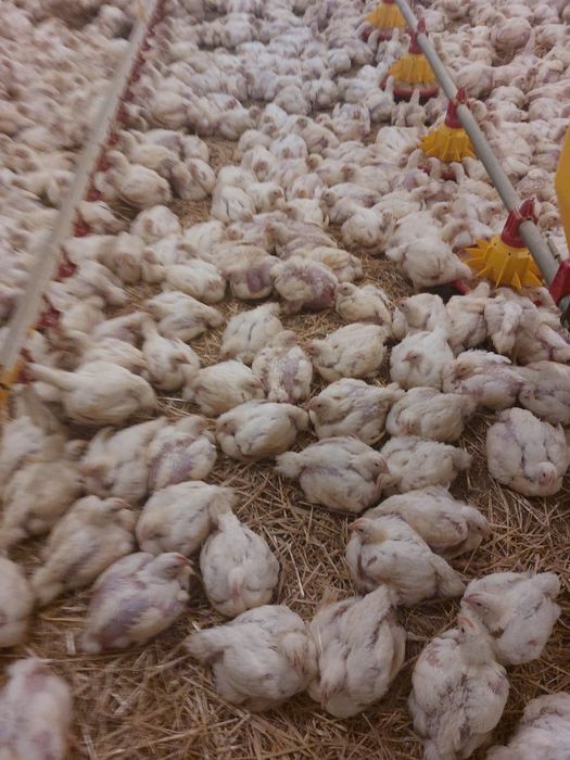 MICRO-FERMA Argeseana‼️