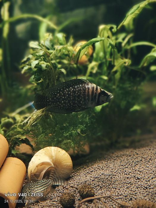 Продам цихлид Кальвус