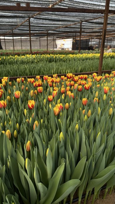 ТЮЛЬПАНЫ оптовые заказы алматы