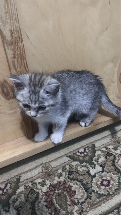 Шиншилы котята 2месяцные