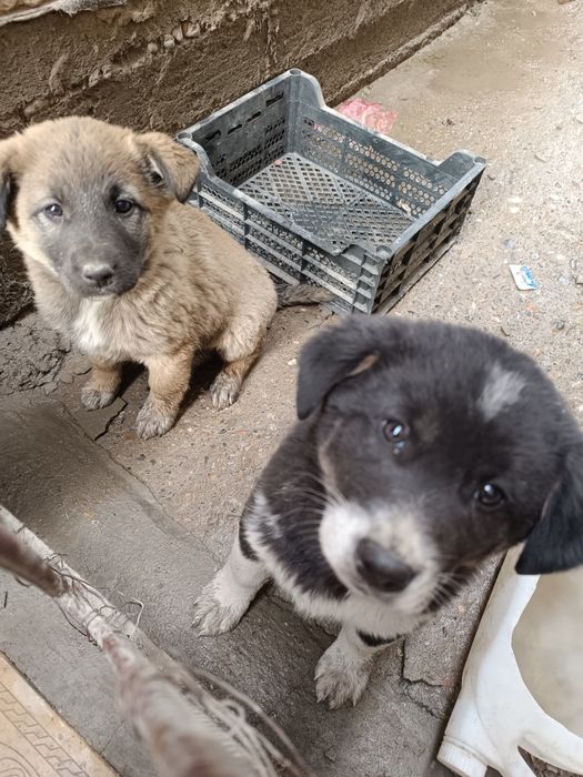 Щенки продается т