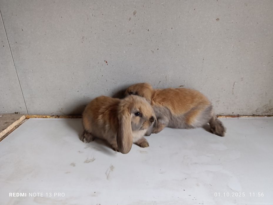 Кролики французский баран