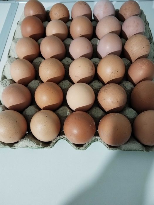 Свободно оплодени яйца от Югозападен и Струмски стандарт с Ломън Браун