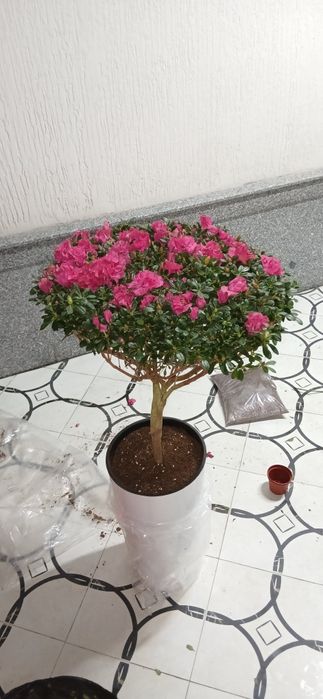 Азалия Azalia Azalea большой куст для подарки отличные выбор