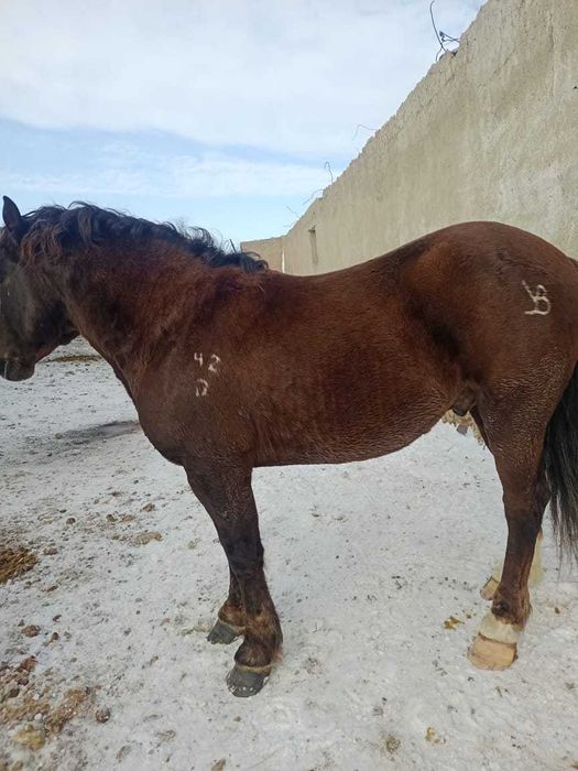 Жеребец тяжеловоз