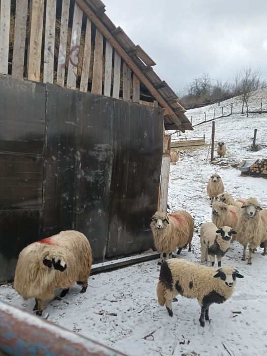 Se vinde 7oi și un berbec mior