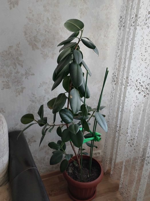 Комнатное растение