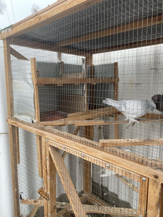 Kaprarlar qafas sotiladi