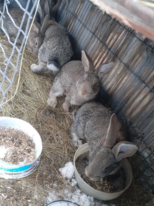 Продам крупных кроликов