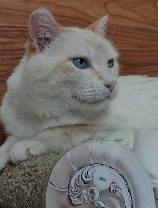 Красивый котик ищет дом
