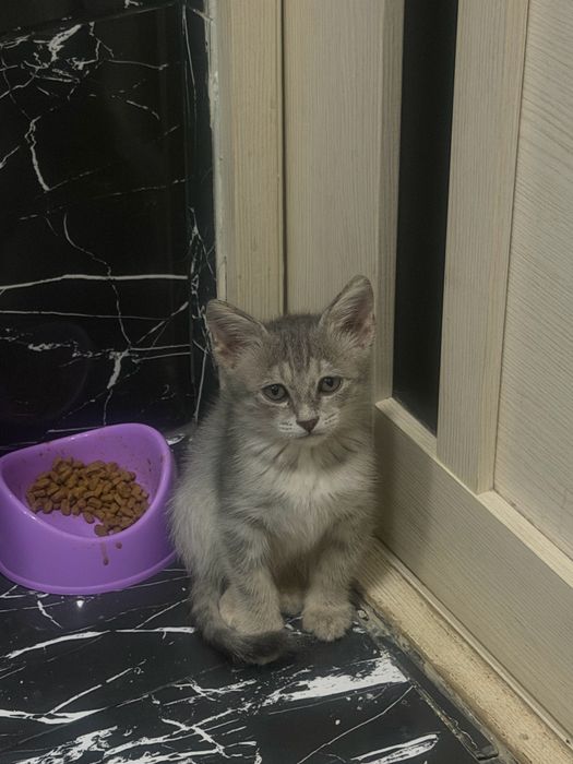 Отдам котёнка в добрые руки