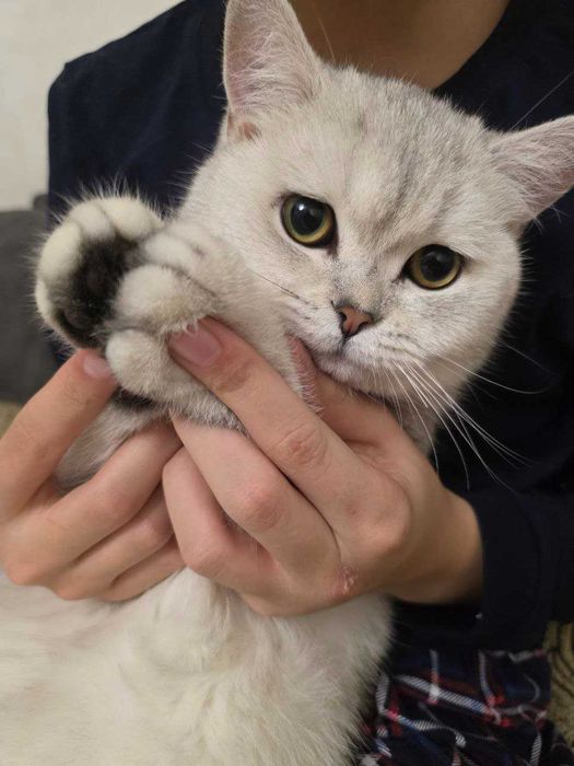 Серебристый Шиншилла продам   доброму хозяину.