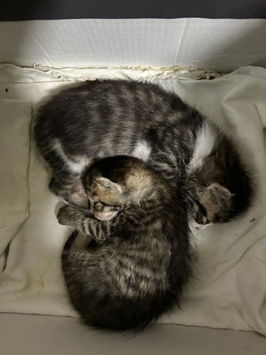 Котята коты маленькие
