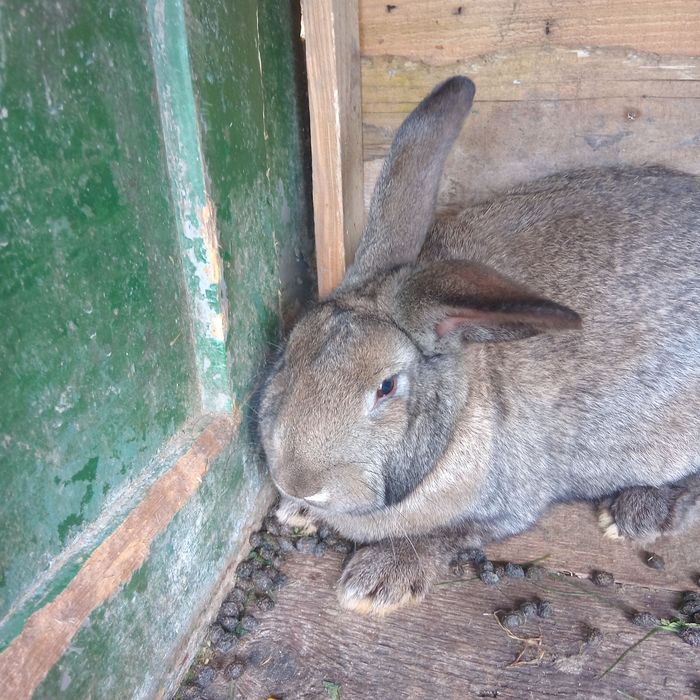 Vand o femela UG si una cap de leu una de 4 luni UG si aia cap de leu 6 luni