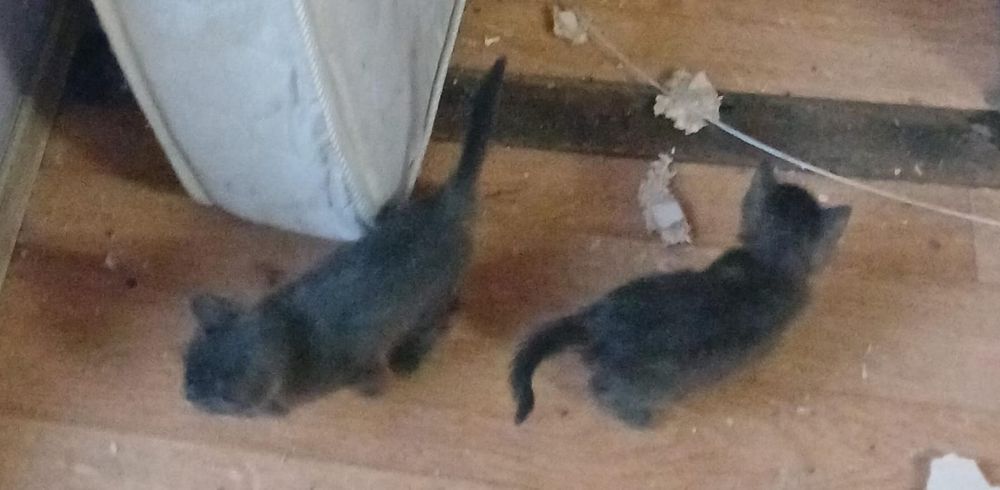 Котята бесплатно