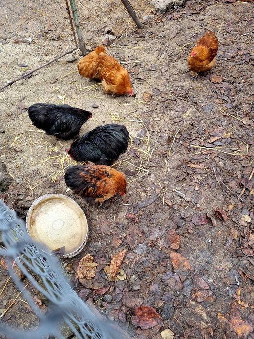 Papagali perusi,nimfe,agarponis gaini cochinchina pitic,australorp