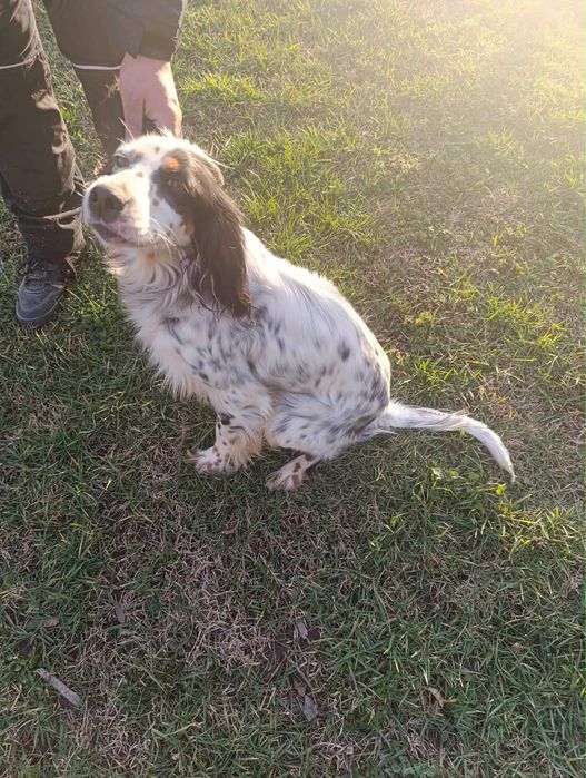 Продавам английски сетер