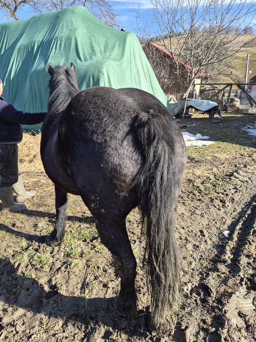 Iapa de vânzare în vârstă de aproape 3 ani