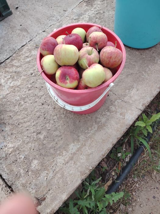 Продам домашние яблоки