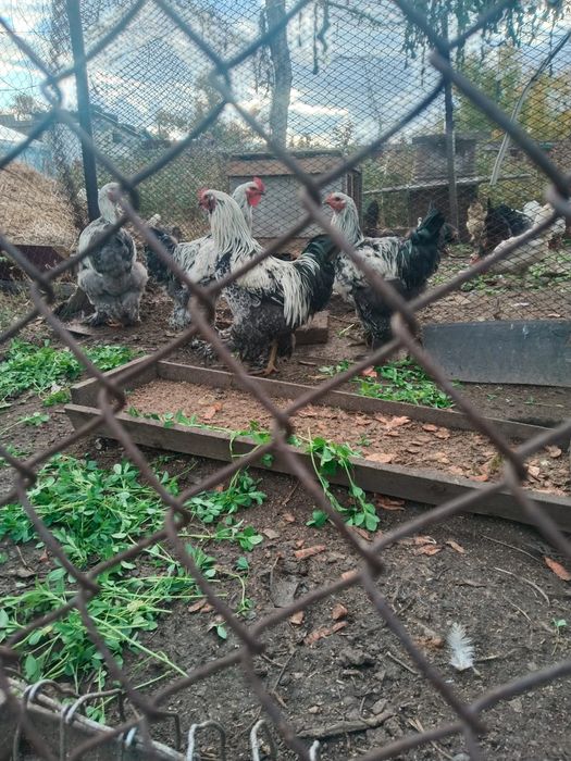 Петух Брама Кохинхин