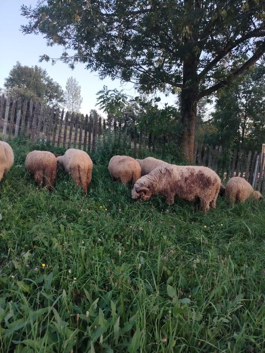 Oi de vânzare pentru sacrificat