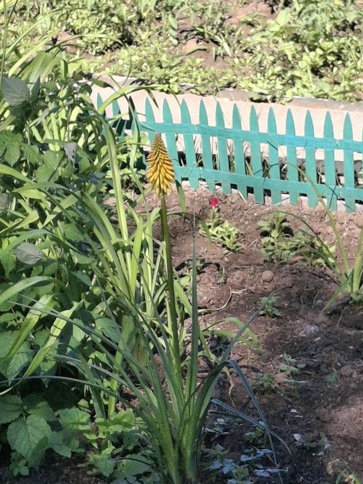 Продам дачу ск локомотивное 10