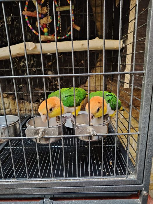 Papagali caique , pereche matură !