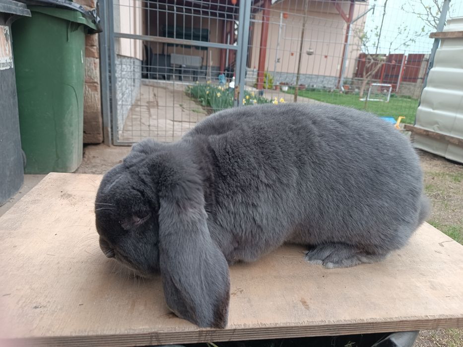 Iepure mascul Berbec german