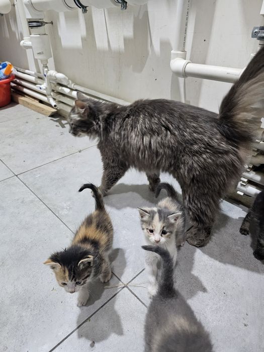 mushuklar 7 dona bolasi tekinga