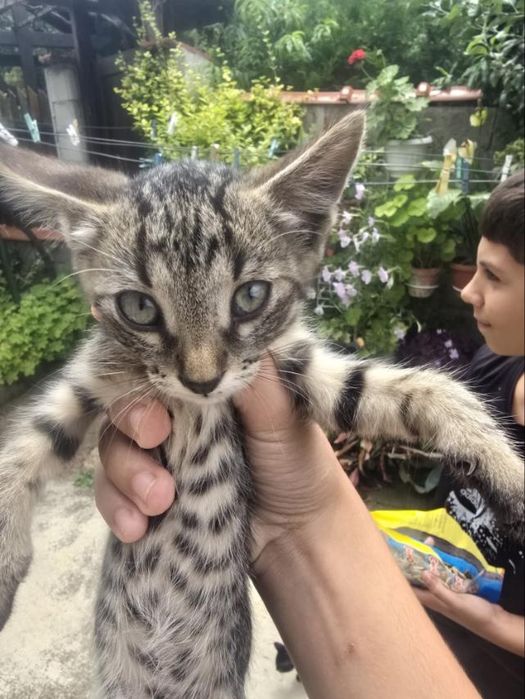 Котета на 2 месеца