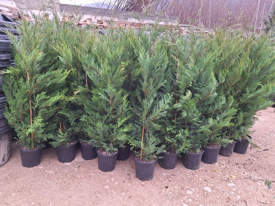 Vând plante ornamentale tuia spiral măslin palmieri mestecân tuia spir