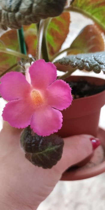 Комнатное растение Эписция.продам.