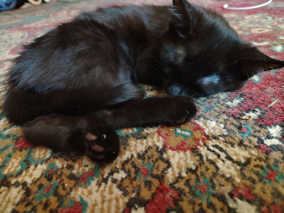 Котята  в добрые руки
