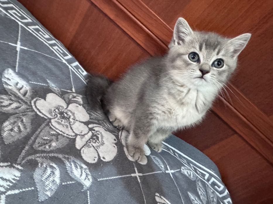 Продаются котята