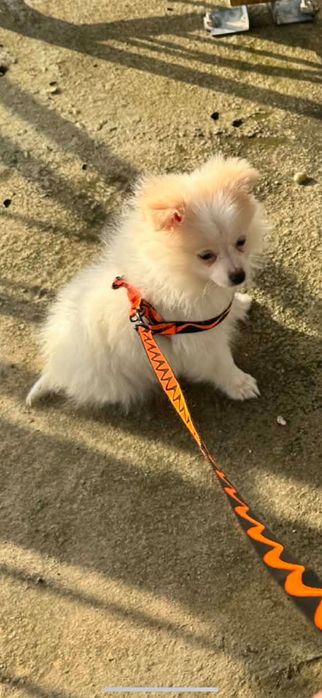 Бяло кученце померан момче