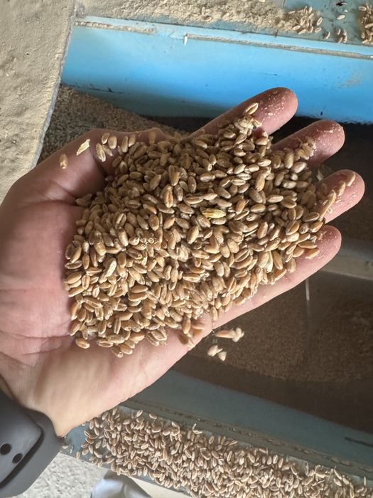 Продам пщеницу Bugdoi