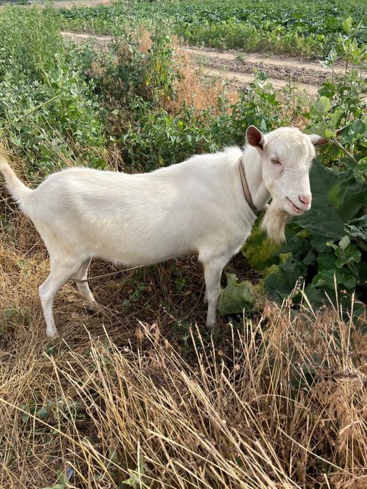 Козленок молочной породы