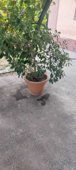 Продам растение  фикус