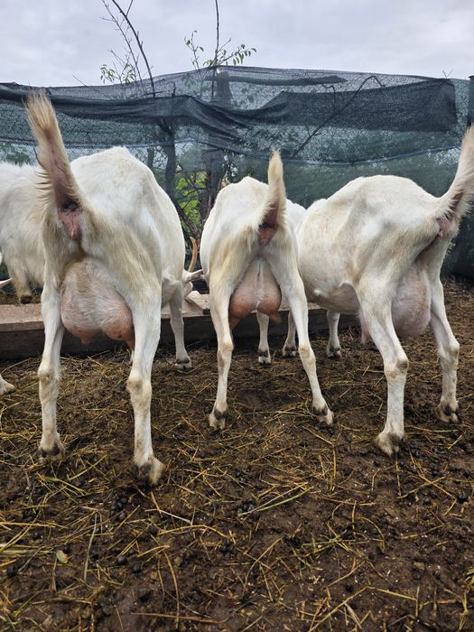 Capre sannen caprele sunt montate