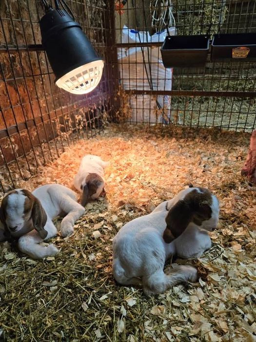 Disponibil capre si iezi din rasa Boer vacinate si deparazitate confor