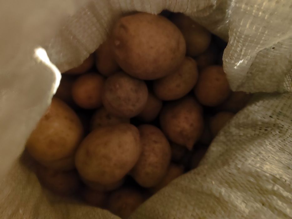Продам домашнюю картошку