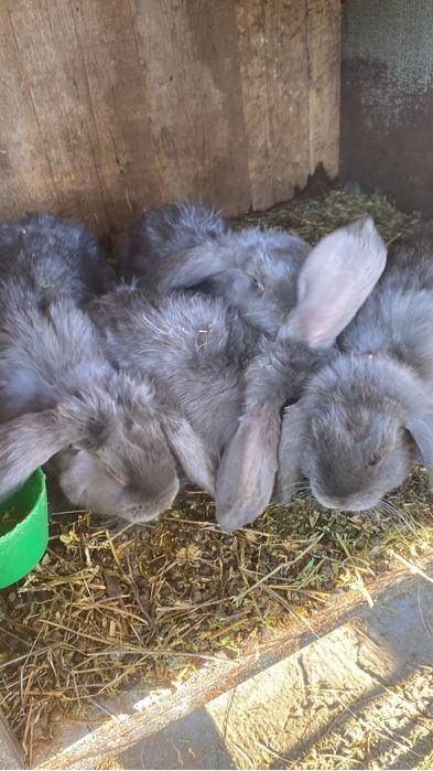 Iepurasi de vanzare sau schimb