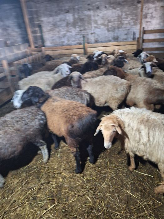 Жирные Бараны продажа в городе!