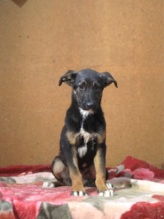 Щенок в добрые руки