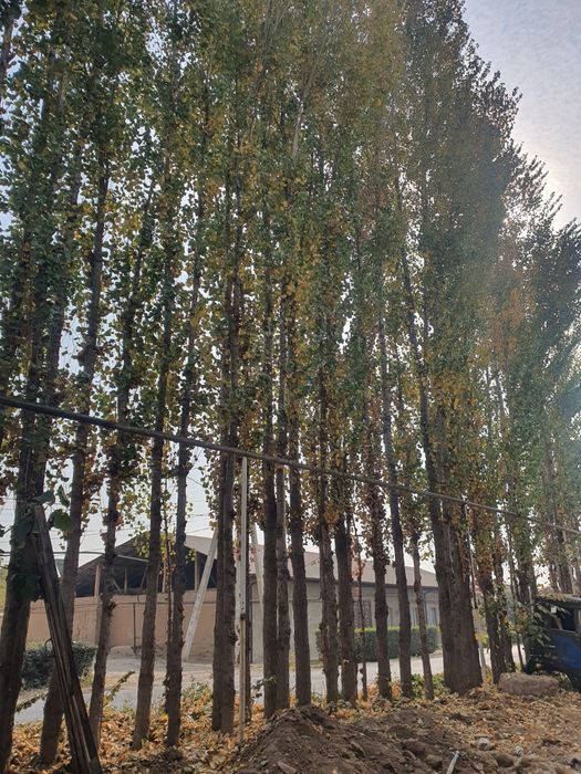 Terak sotiladi Qibrayda