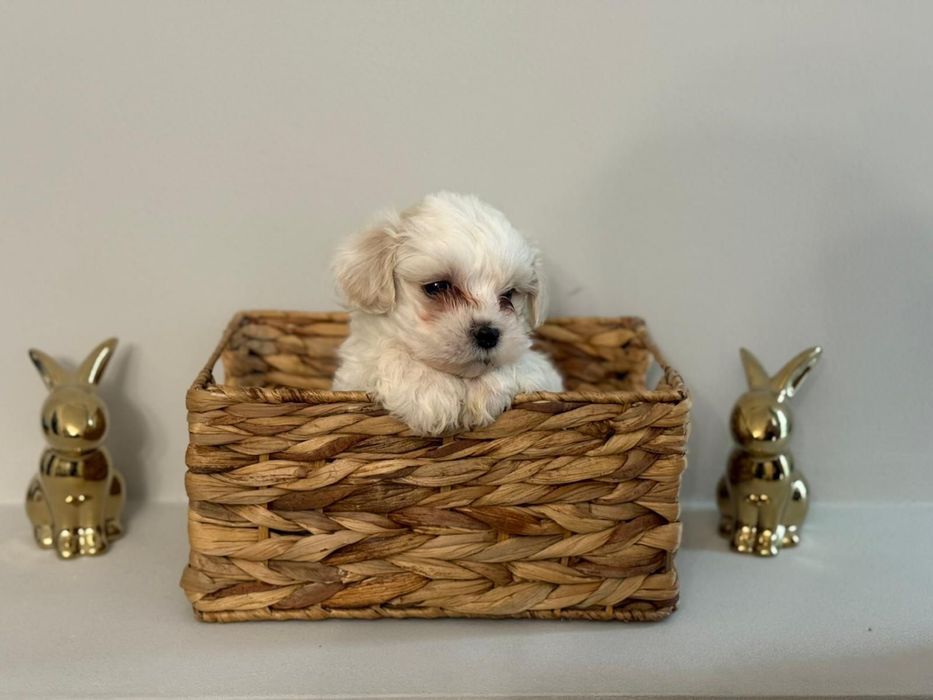 Puiuț Bichon Maltez - vaccinat, deparazitat , crescut in familie