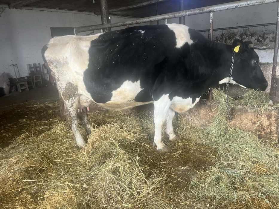 Vând vaca de lapte olandeza