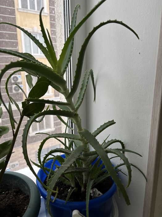 Алоэ вера и алоэ столетник