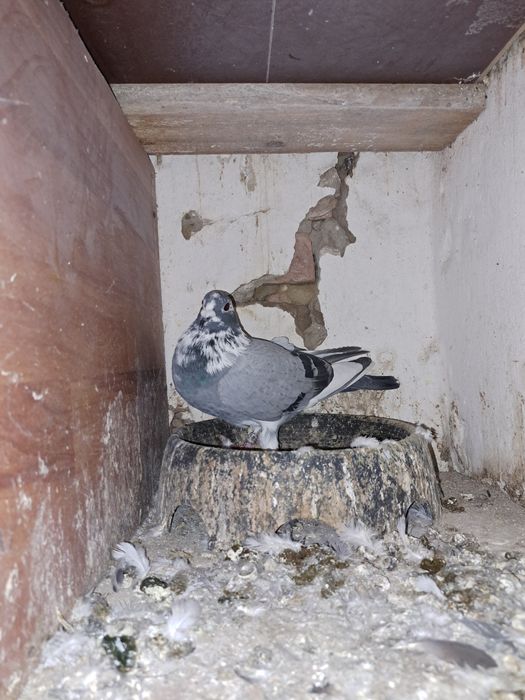 Porumbei Voiajori oferta