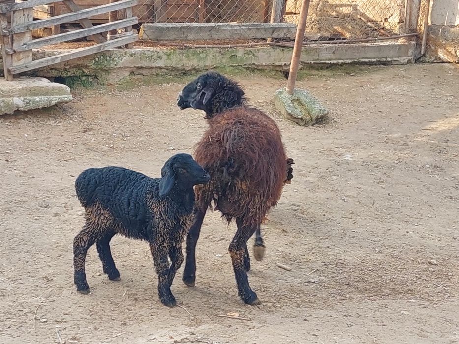 Қозылы қой сатылады